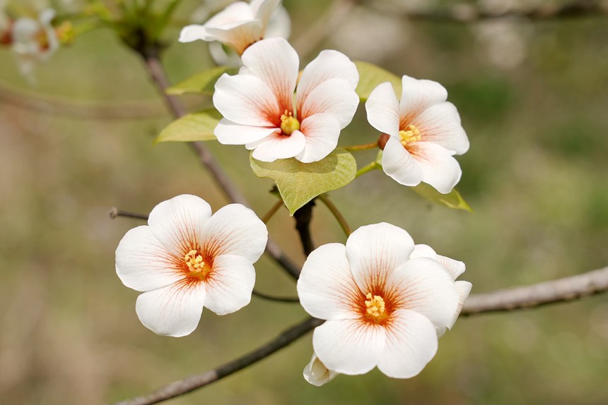 盛開的油桐花。