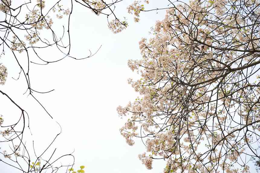 油桐花開(kāi)。