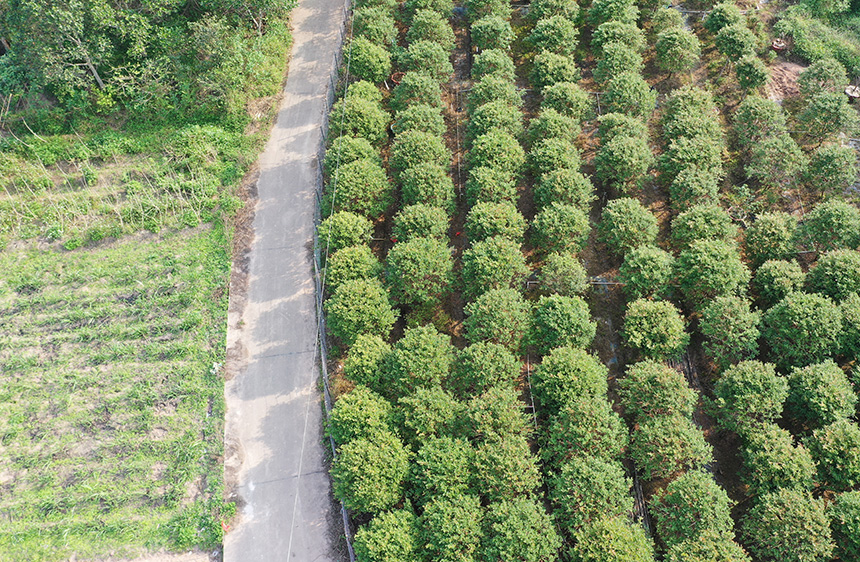 石鎮(zhèn)華石村下三浪組樹葡萄基地。