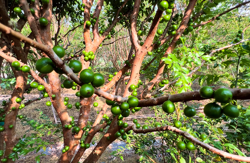 樹葡萄的樹干上，密密麻麻地長滿了果實。