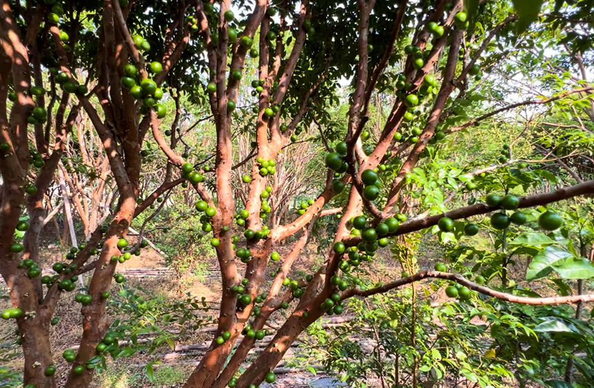 樹葡萄的樹干上碩果累累。