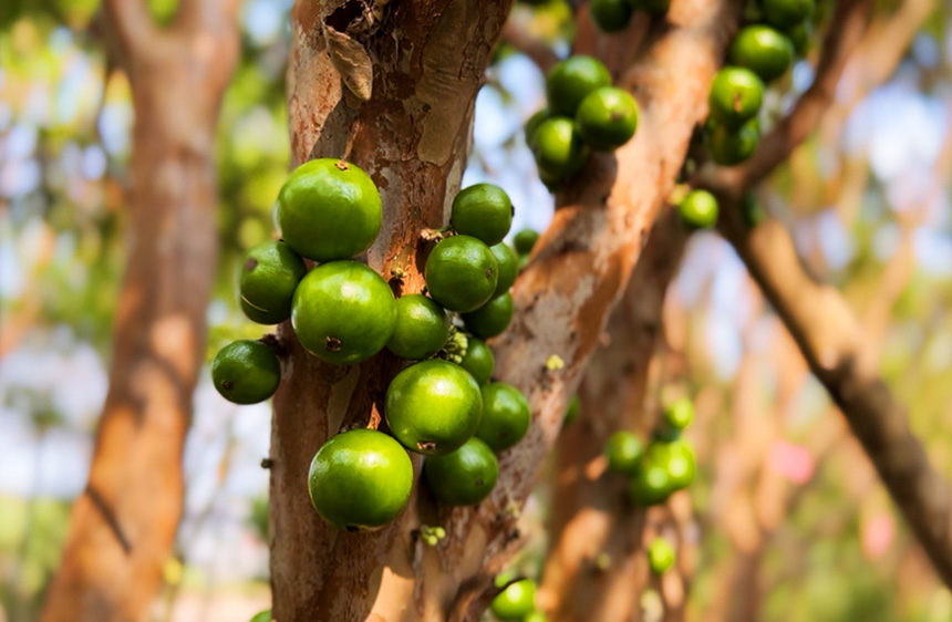 樹葡萄的樹干上長滿果實(shí)。