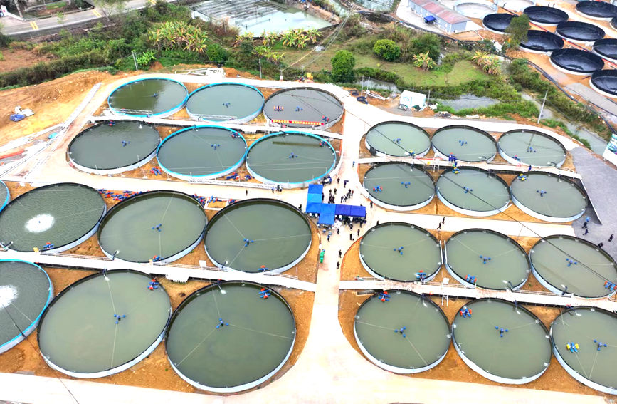 大大小小的魚(yú)池星羅棋布。坡造鎮(zhèn)人民政府供圖