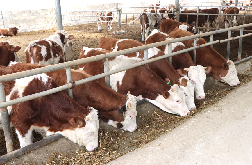 規(guī)?；娜馀ｐB(yǎng)殖廠。李虹瑩攝