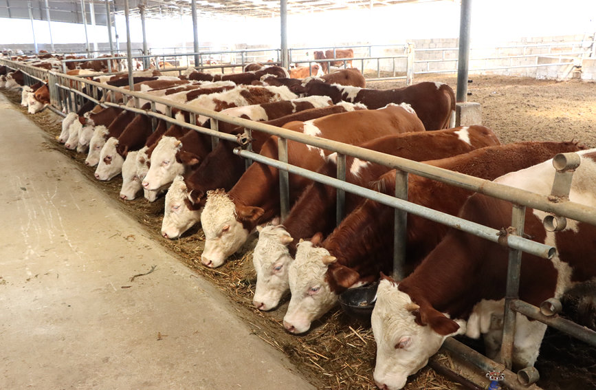 規(guī)?；娜馀ｐB(yǎng)殖廠。李虹瑩攝