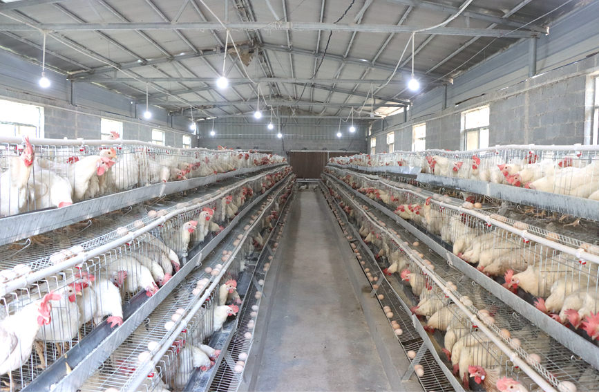 龍味村集體經(jīng)濟(jì)合作聯(lián)合社蛋雞養(yǎng)殖基地。李虹瑩攝