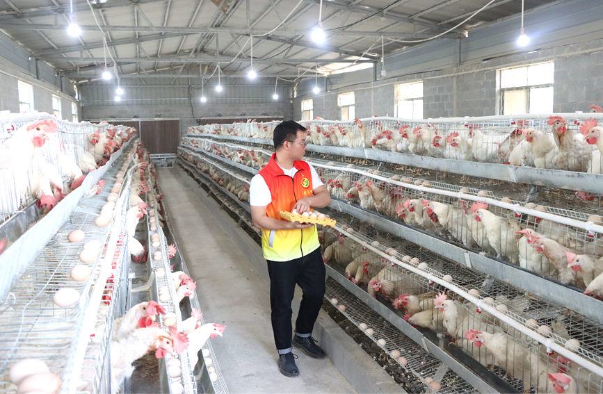 駐村工作人員正在收撿雞蛋。李虹瑩攝