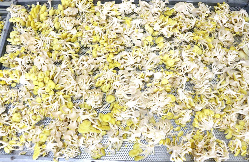 被采摘下來的黃金菇。李虹瑩攝