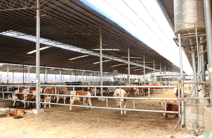 規(guī)模化的肉牛養(yǎng)殖廠。李虹瑩攝