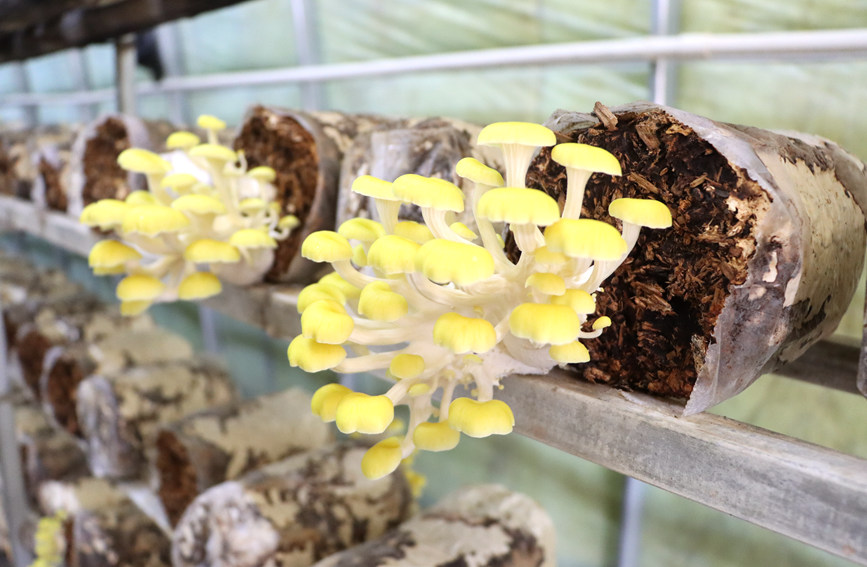 長(zhǎng)勢(shì)喜人的黃金菇。李虹瑩攝