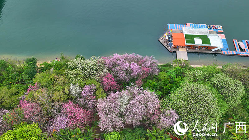 柳江沿岸紫荊花盛開。人民網(wǎng) 付華周攝