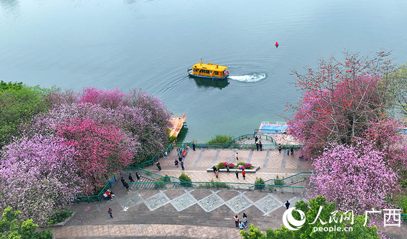 柳州市區(qū)東堤碼頭盛開的紫荊花。人民網(wǎng) 付華周攝