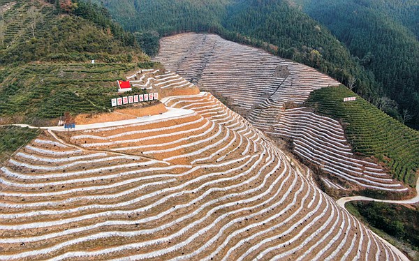 2、坡結(jié)村集體經(jīng)濟(jì)產(chǎn)業(yè)——紫薯粉條（攝影：范進(jìn)）