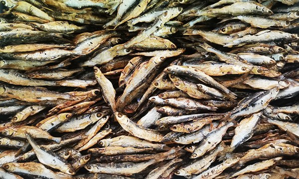 3、堯山村集體經(jīng)濟(jì)產(chǎn)業(yè)——堯山茶（攝影：范進(jìn)）