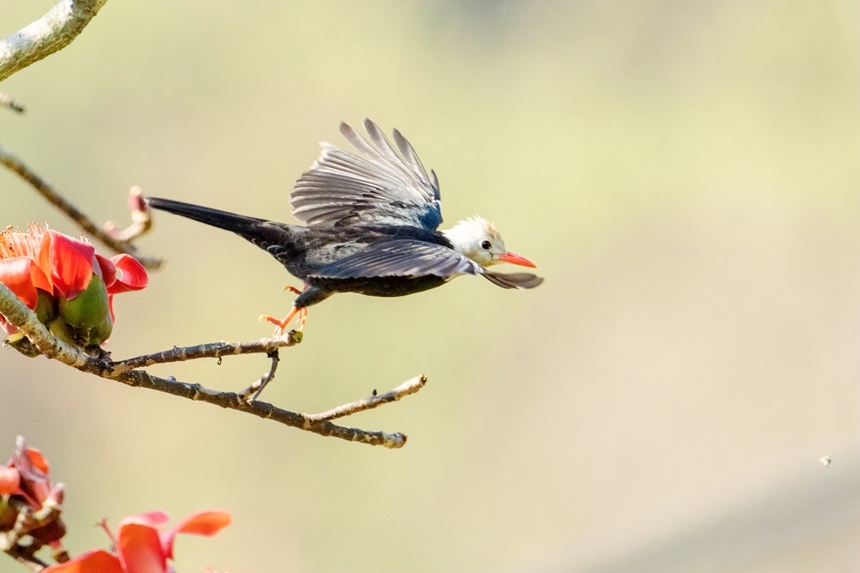 白頭短腳鵯。李世華攝