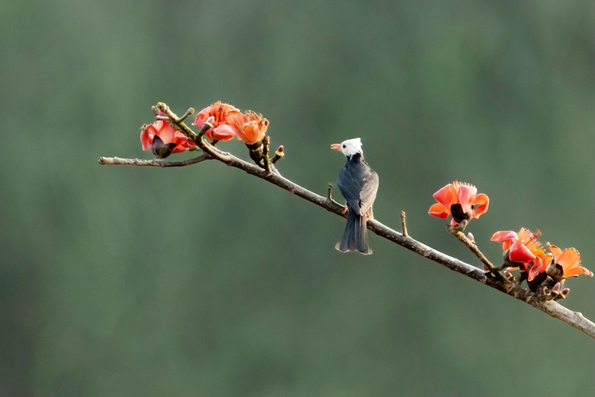 白頭短腳鵯。李世華攝