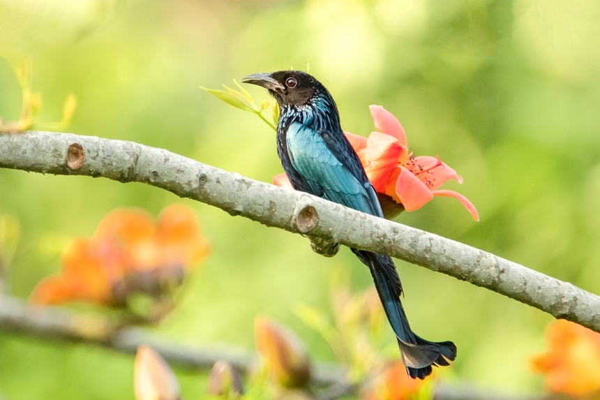 發(fā)冠卷尾。李世華攝