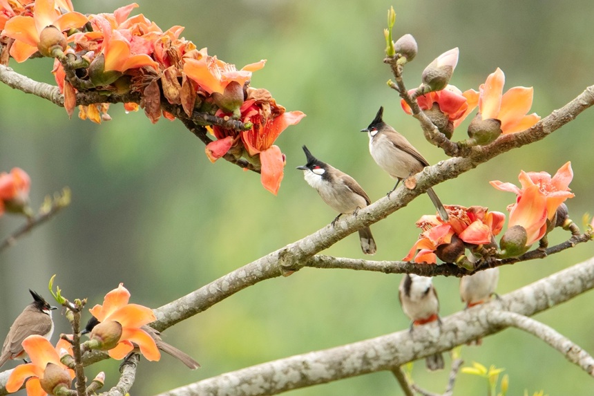 紅耳鵯。李世華攝