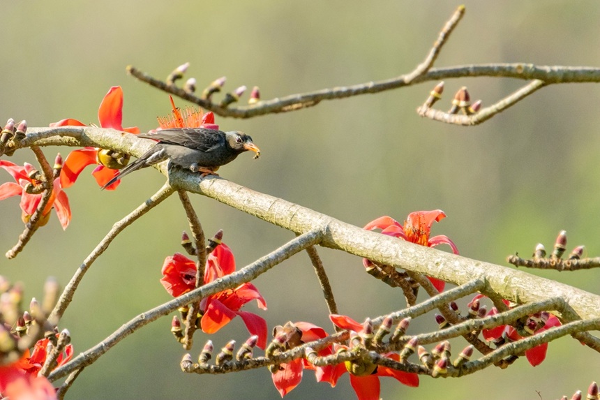 紅嘴嗶仔。李世華攝