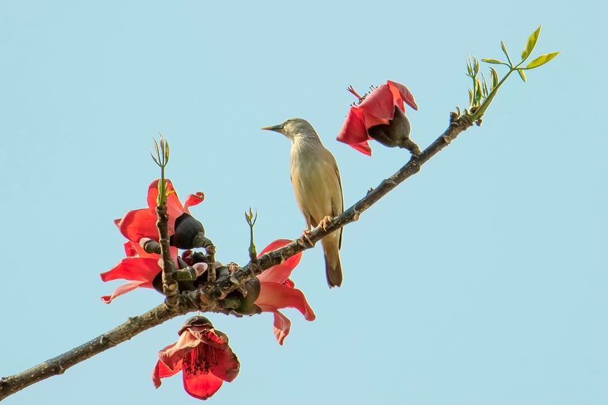 灰頭椋鳥。李世華攝