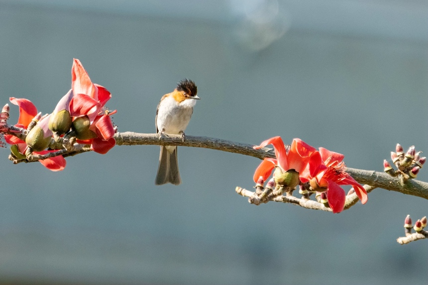 栗背短腳鵯。李世華攝