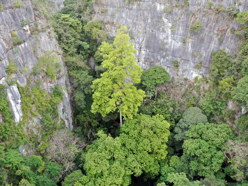 巨樹“全身照”。廣西林業(yè)勘測設計院供圖