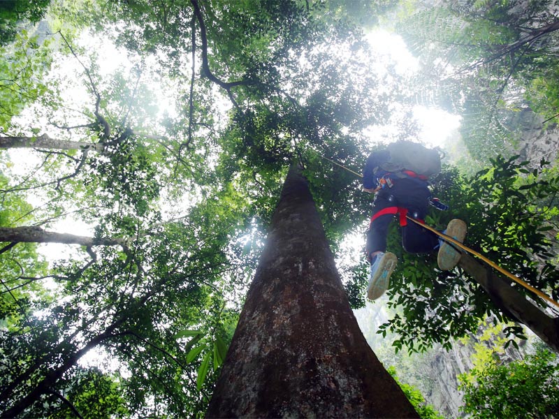 監(jiān)測人員使用SRT（單繩技術(shù)）攀樹測量。廣西林業(yè)勘測設計院供圖