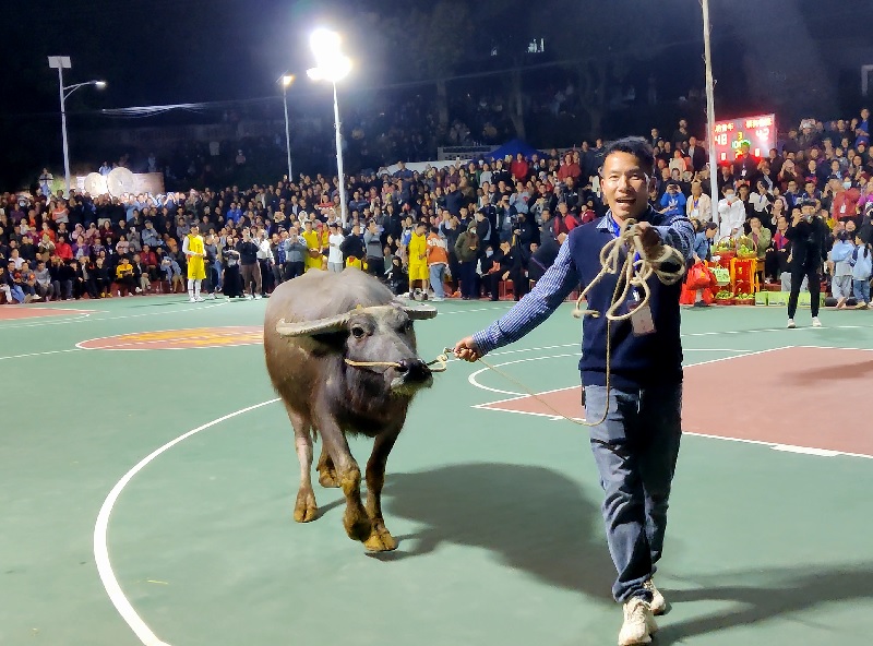 工作人員牽著大水牛上場(chǎng)展示。邕寧區(qū)融媒體中心供圖