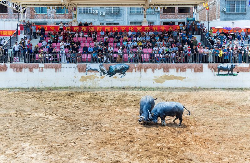 2023年4月26日，”壯族三月三 八桂嘉年華“百色市2023年布洛陀民俗文化藝術(shù)節(jié)牛王爭霸賽現(xiàn)場。黃福寧攝