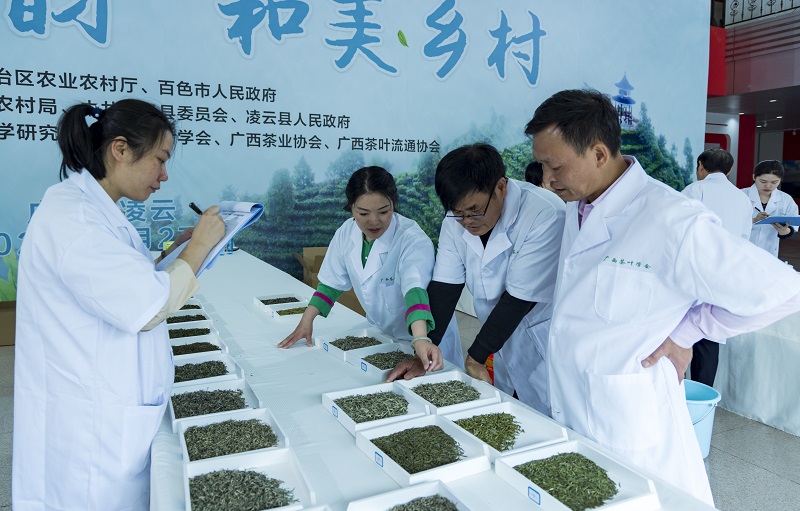 第十四屆“桂茶杯”廣西名優(yōu)茶品質(zhì)評(píng)價(jià)活動(dòng)現(xiàn)場(chǎng)。黃福寧攝