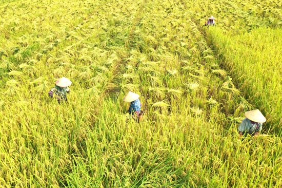 大新縣雷平鎮(zhèn)左安村科渡屯實施全域土地整治“旱改水”豐收場景。羅瑪麗攝