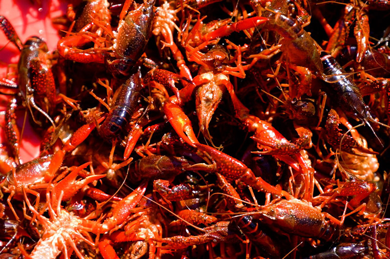 貴6港富硒小龍蝦 圖片來源:貴港市農(nóng)業(yè)農(nóng)村局