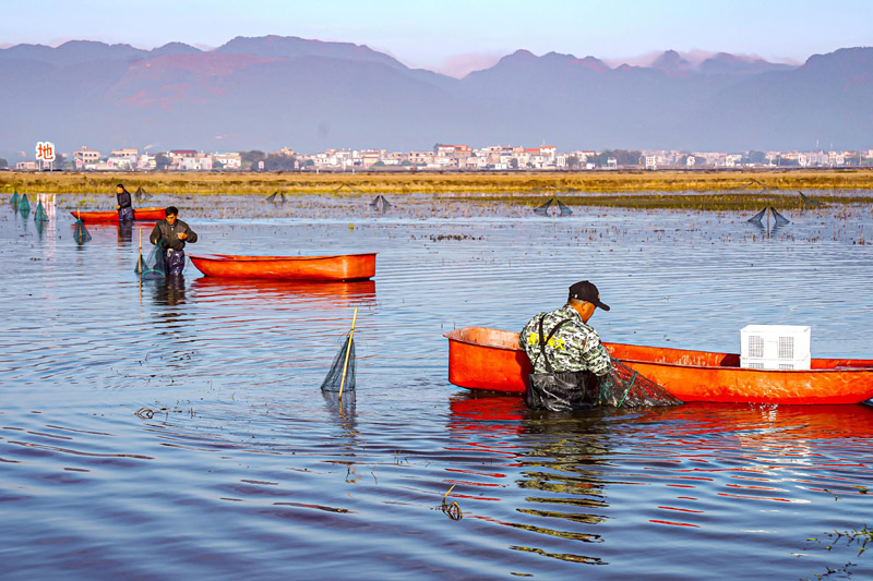 貴港富硒小龍蝦養(yǎng)殖基地工人正在采收小龍蝦 圖片來源:貴港市農(nóng)業(yè)農(nóng)村局