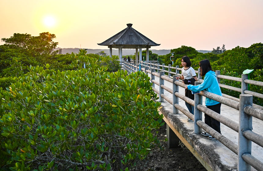 合浦縣山口紅樹林生態(tài)國家級(jí)自然保護(hù)區(qū)英羅港的紅樹林郁郁蔥蔥，生機(jī)勃勃。林啟波攝