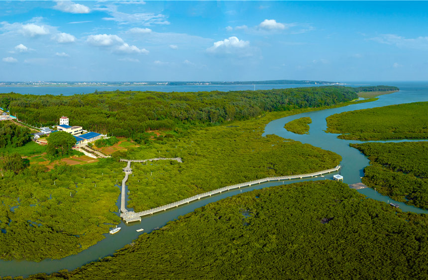山口紅樹林生態(tài)國家級自然保護(hù)區(qū)濕地風(fēng)光。張國斌攝