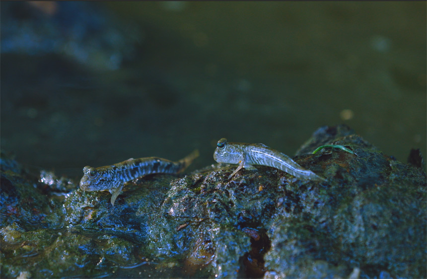 海岸精靈——彈涂魚。張國斌攝