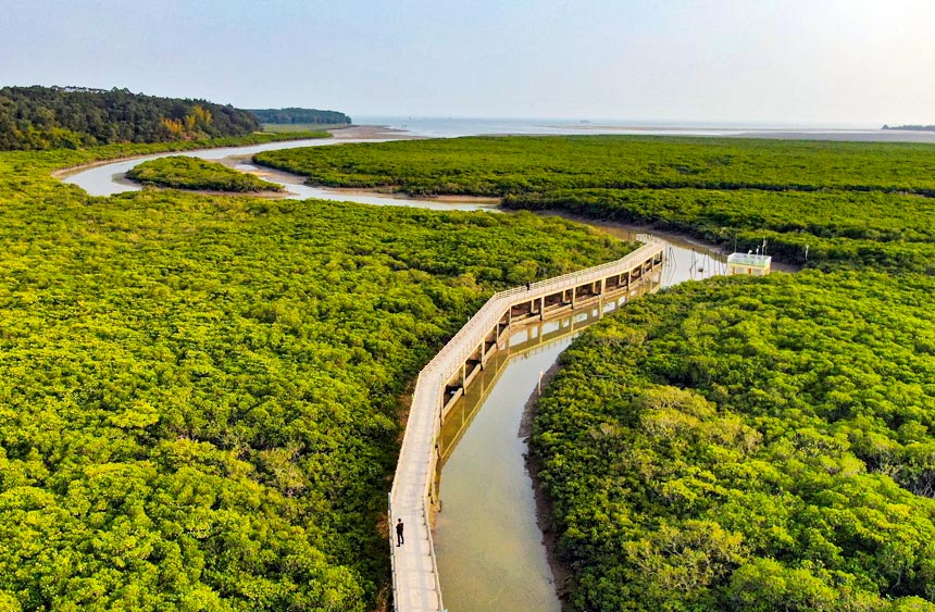 合浦縣山口紅樹林生態(tài)國家級自然保護區(qū)英羅港的紅樹林。林啟波攝