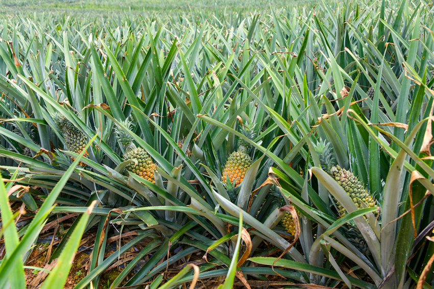菠蘿喜迎豐收。