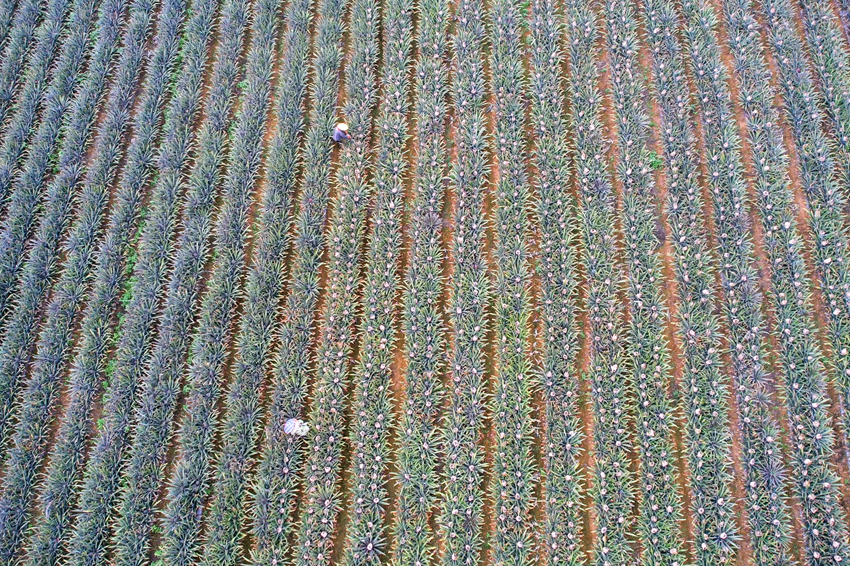 菠蘿長勢喜人。