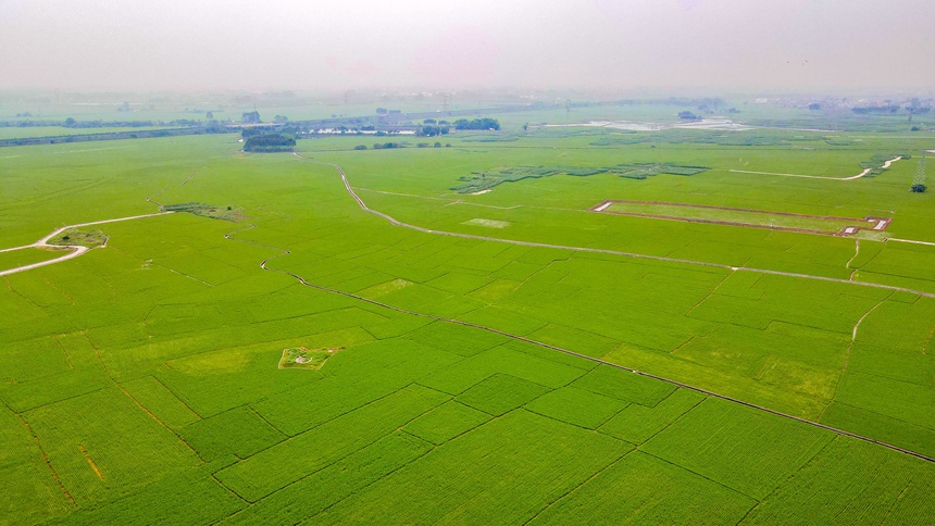 上千畝的稻田阡陌縱橫。鄒慶林攝