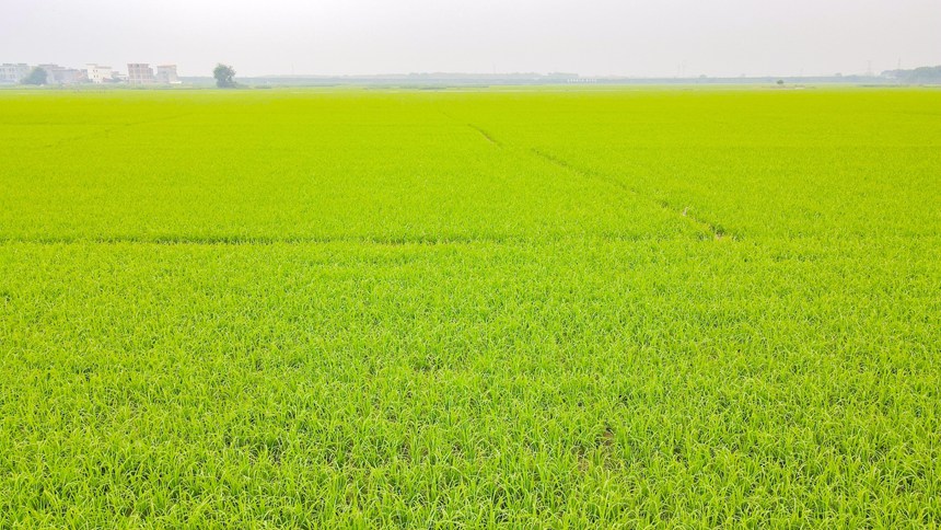 稻田里水稻生長正旺。鄒慶林?jǐn)z