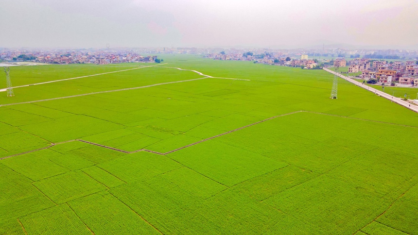 連片的稻田，生機勃勃。鄒慶林?jǐn)z