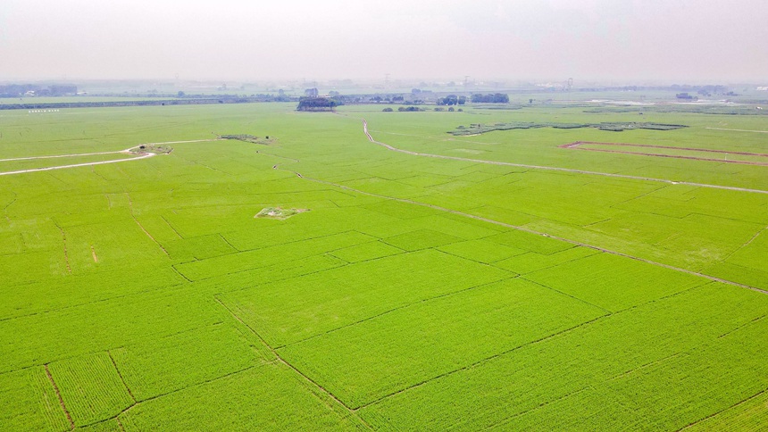 連片的稻田，生機勃勃。鄒慶林攝