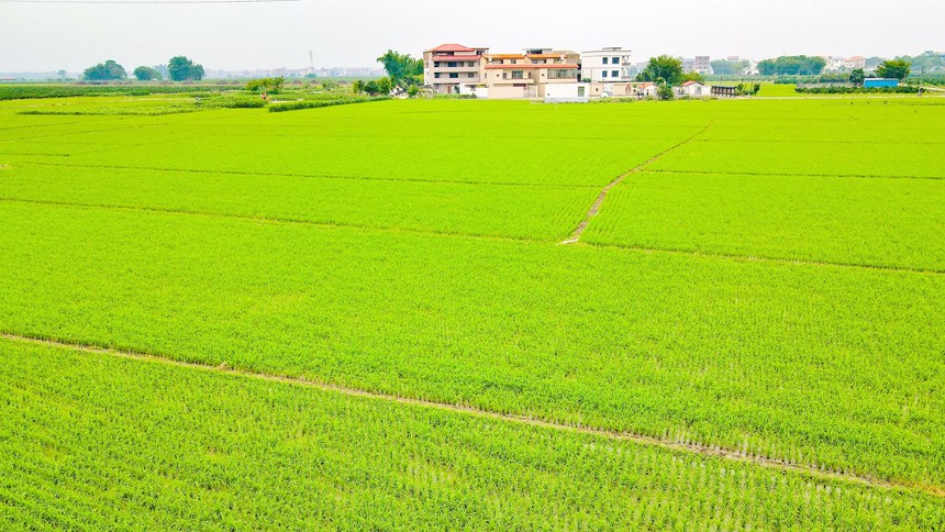 稻田里水稻生長正旺。鄒慶林?jǐn)z