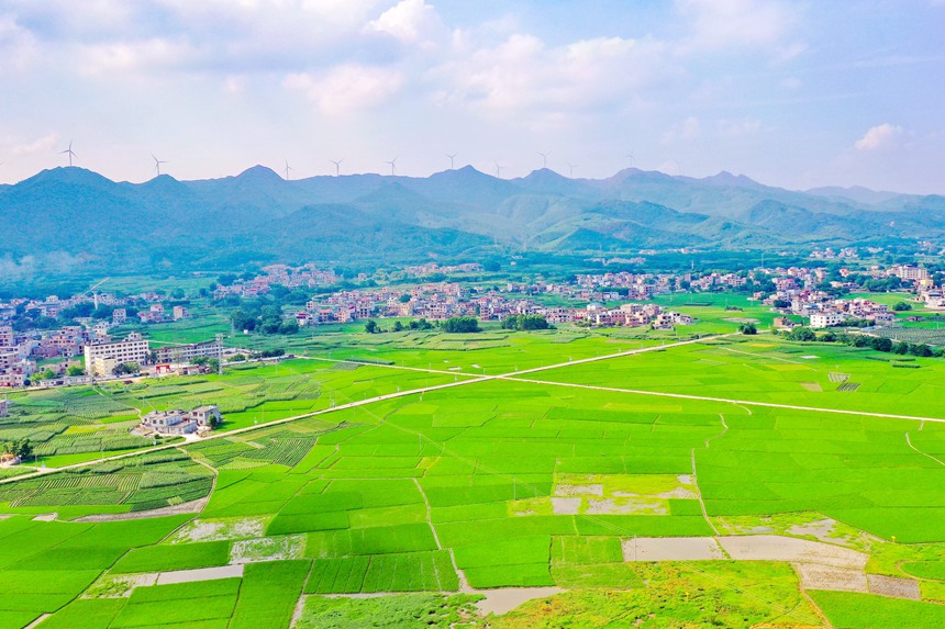 上千畝的稻田阡陌縱橫。鄒慶林?jǐn)z