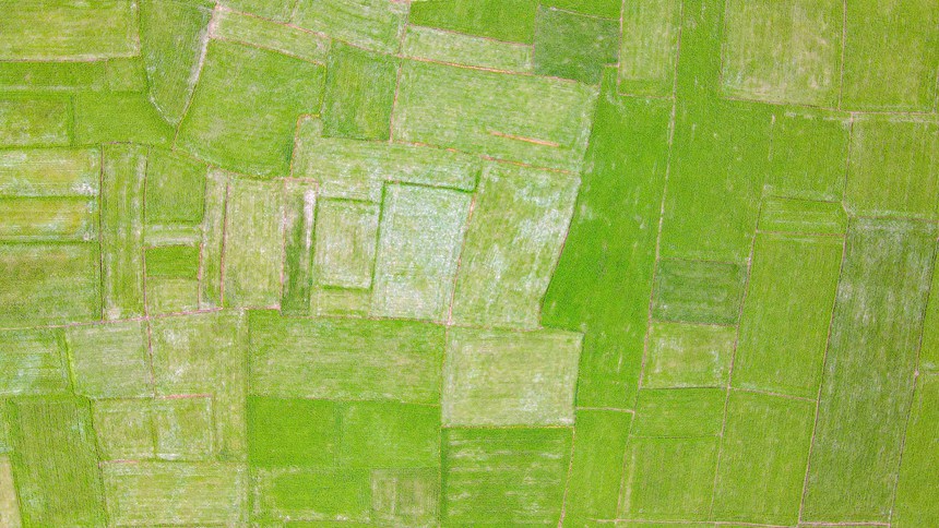 農(nóng)田里水稻生長正旺。盧星俊攝