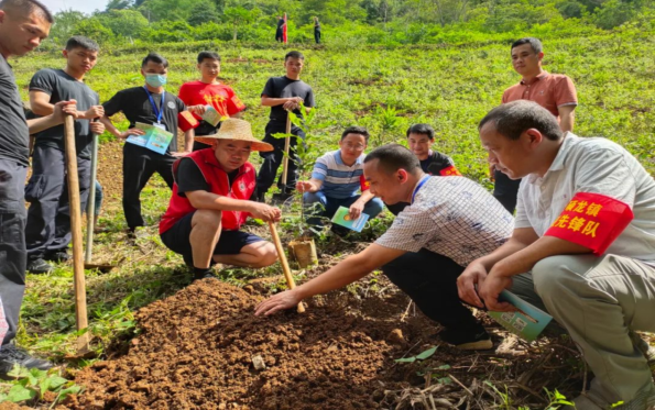 伍章余（前排右二）指導(dǎo)村民種植堅(jiān)果。許倩攝