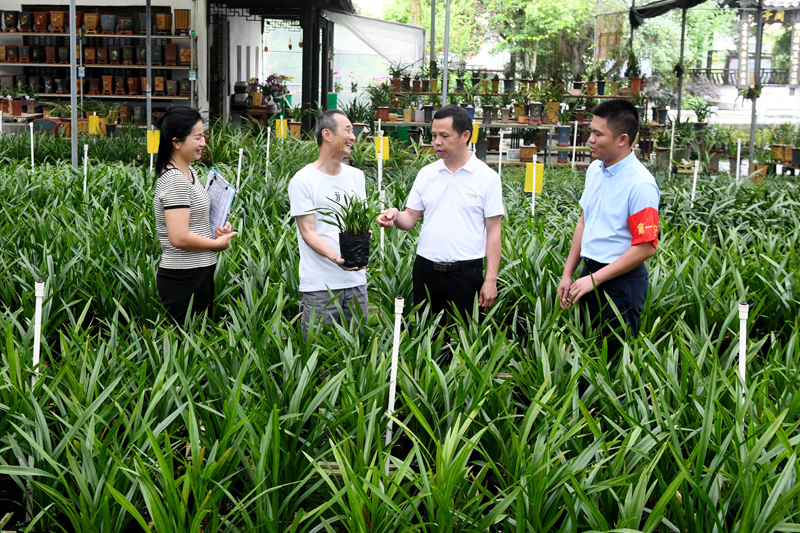 人大代表到立垌屯了解蘭花產(chǎn)業(yè)發(fā)展情況