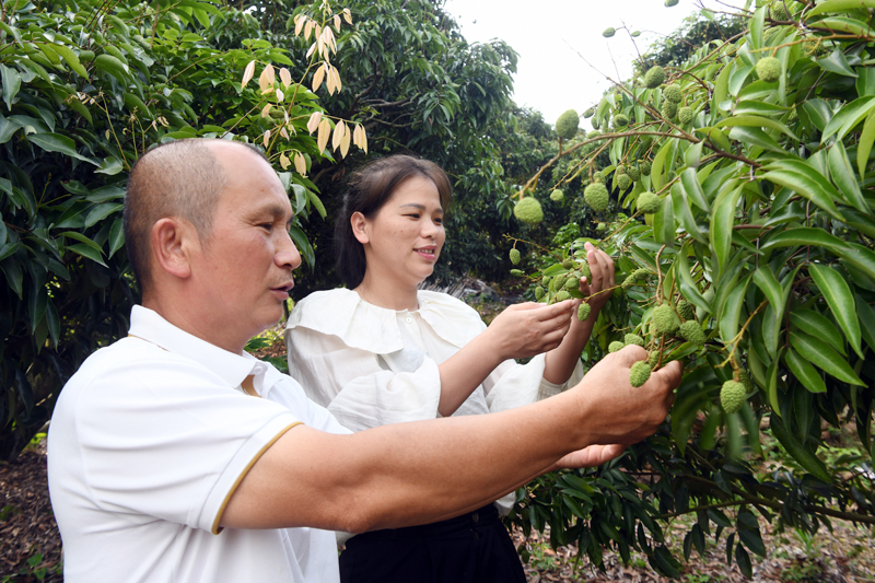 人大代表(左)進果山傳授荔枝管護技術
