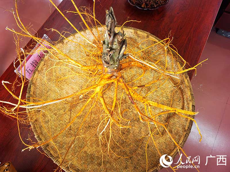 大新村五指毛桃。人民網(wǎng) 付華周攝